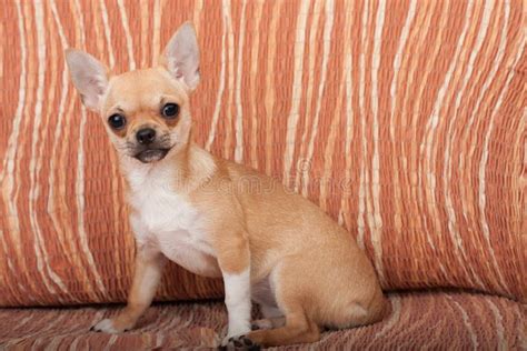 Chihuahua Puppy 4 Months Old Sitting Stock Image Image Of Animal