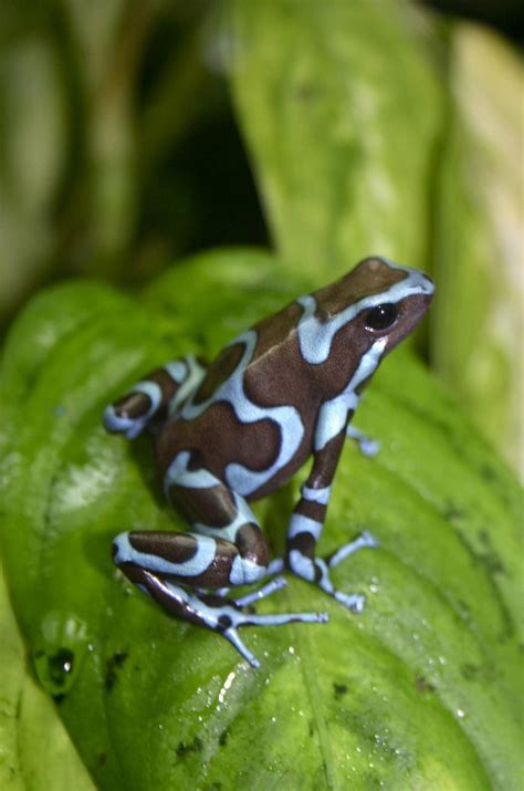 Dendrobates Auratus Blue Morph Dart Frog Poison Frog Frog