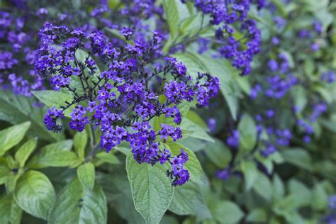 14 Best Landscape Plants With Purple Flowers