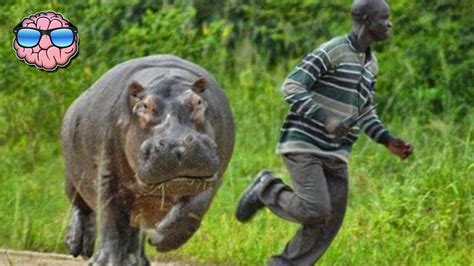Top 177 5 Most Dangerous Animals In Africa