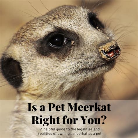 Can You Keep Meerkats As Pets Pets Retro