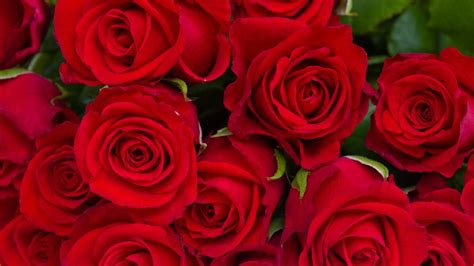 Bunch Of Red Rose Flowers With Green Leaves Hd Rose Wallpapers Hd