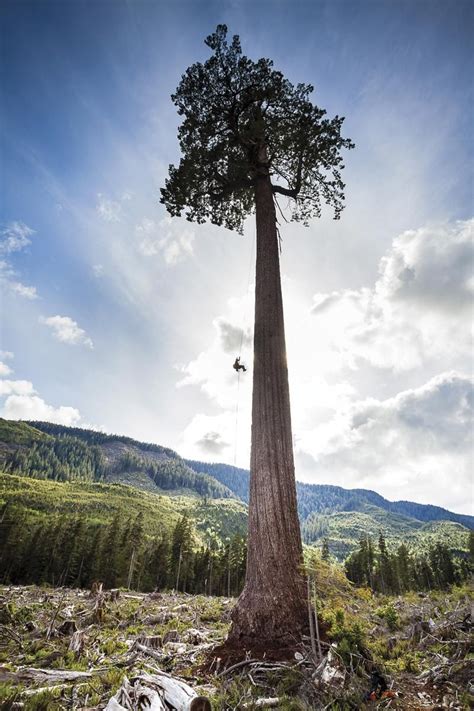 Road Trip Through Old Growth Forests British Columbia Magazine