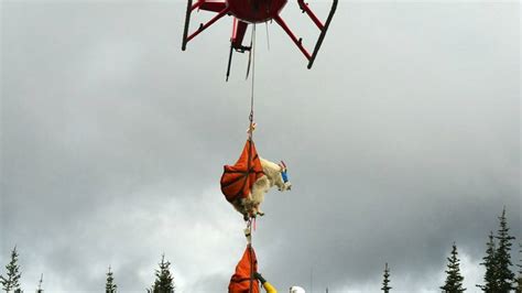 Goat Removal Operation Kills 31 Goats In Olympic National Park The