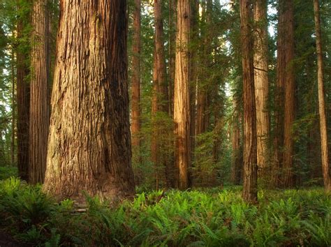 5 Amazing Hd Wallpapers Of Redwood Forests To Calm Your Desktop Hd