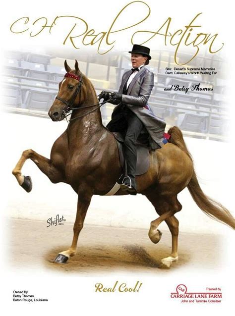 Pin By Toni Ross On Horses Saddlebreds American Saddlebred Horses