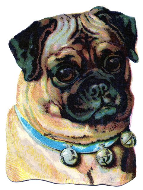 Vintage Clip Art Darling Pug The Graphics Fairy