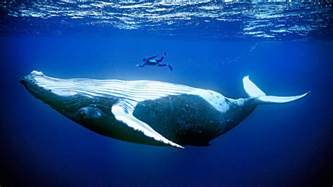 Sea Mammals Are Huge For A Reason Science Aaas