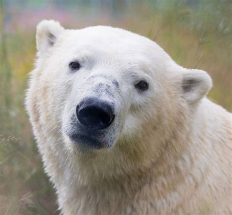Ontario Is Home To The Largest Polar Bear Habitat In The World