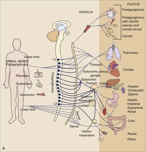 Pain Types And Viscerogenic Pain Patterns Musculoskeletal Key