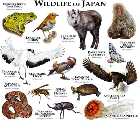 Wildlife of Japan Art Print by Wildlife Art by Roger Hall - X-Small in