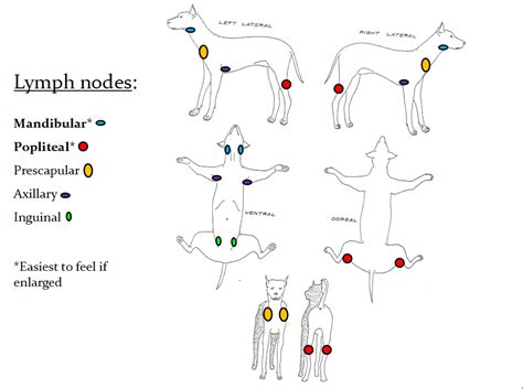 Lymphoma in dogs is an aggressive cancer that can metastasize very quickly. Canine Lymphoma - Country K9 Pet Resort & Spa