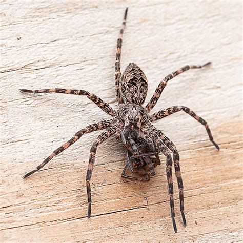 Dark Fishing Spider With Prey Dolomedes Tenebrosus Bugguidenet