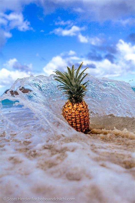 Hawaiis Famous Pineapples Pineapple Wallpaper Pineapple Pictures