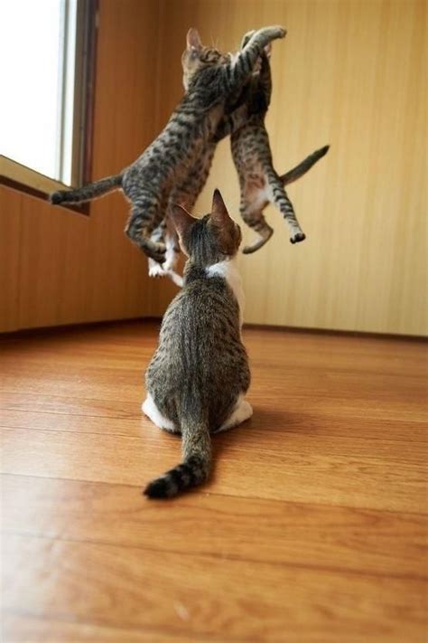 35 Best Cat Kwon Do Images On Pinterest Funny Kitties