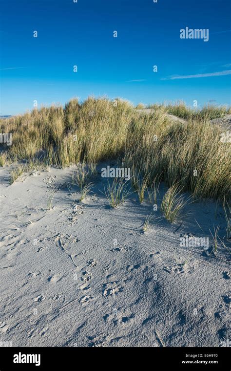 Grasses On The Sand Dunes At West Wittering Stock Photo Alamy