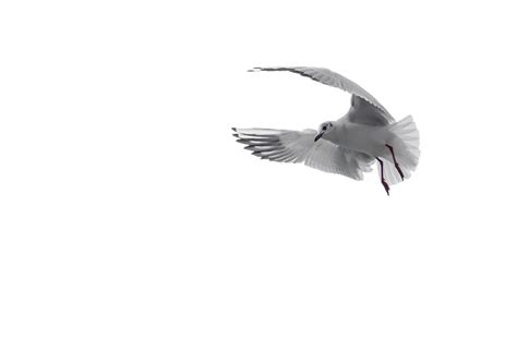 Ilustrasi burung, lukisan cat air burung, sketsa gambar, burung, parkit, wallpaper komputer, vertebrata png. 35+ Terbaik Untuk Animasi Burung Merpati Png - Amanda T. Ayala