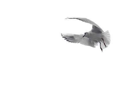 Burung terbang png vector clipart psd birds in sky png. 35+ Terbaik Untuk Animasi Burung Merpati Png - Amanda T. Ayala