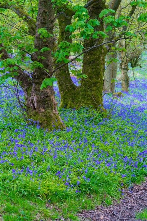 Beautiful Bluebells In The Forest Of Scotland Stock Image Image Of