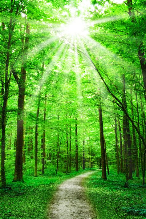 Nature Path In Forest With Sunshine Stock Photo Image