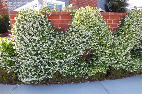 Arabian jasmine (jasminum sambac) is hardy in usda zones 9 through 11. PlantFiles Pictures: Trachelospermum Species, Chinese Star ...