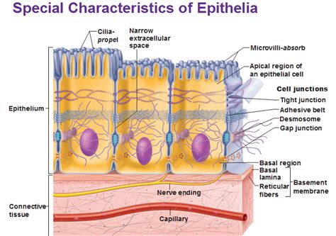 Epithelium Tissue Functions Types And Locations Steve Gallik