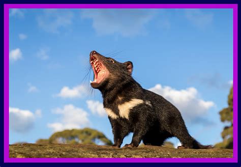 The First Baby Tasmanian Devils Are Born In Australia After 3000 Years
