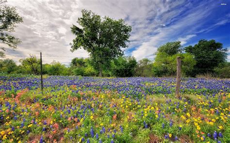 Spring Wildflowers Wallpapers Wallpaper Cave