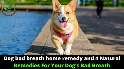 Home Remedies For Dogs Bad Breath How To Treat Bad Breath In Dogs