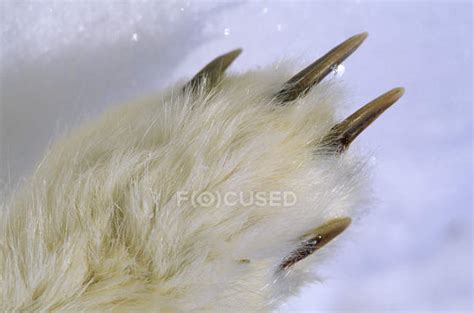 Claws Of Arctic Fox Paw Close Up — Mammal Winter Stock Photo