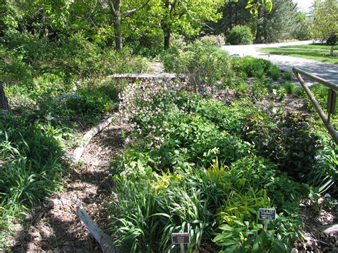 A Native Shade Garden Dyck Arboretum Shade Garden Shade Plants