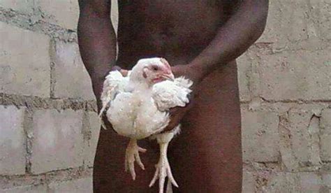 Man Fucking Chicken Best Porn Free Images Comments