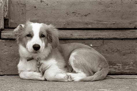 Sad Dog A Mutt Mixed Breed Lying Photograph By Animal Images Fine Art