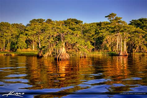Blue Cypress Lake Florida Cypress Tree Royal Stock Photo
