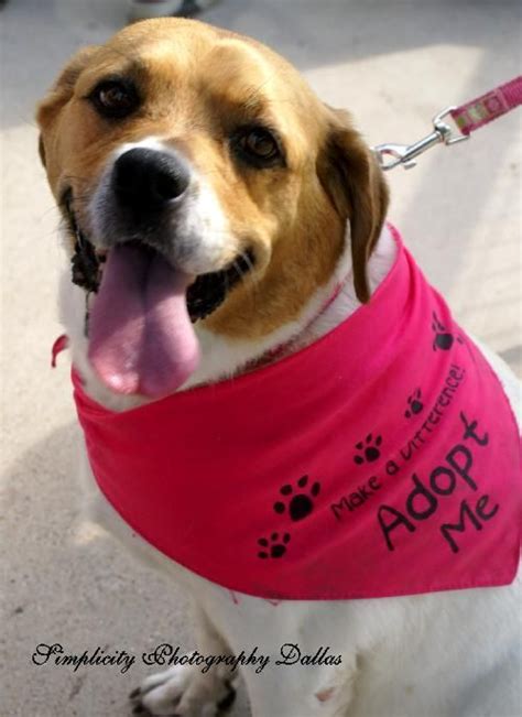 All donations go directly to support our rescue mission. Fran | Dallas Pets Alive! | Dog adoption, Pets, Dogs