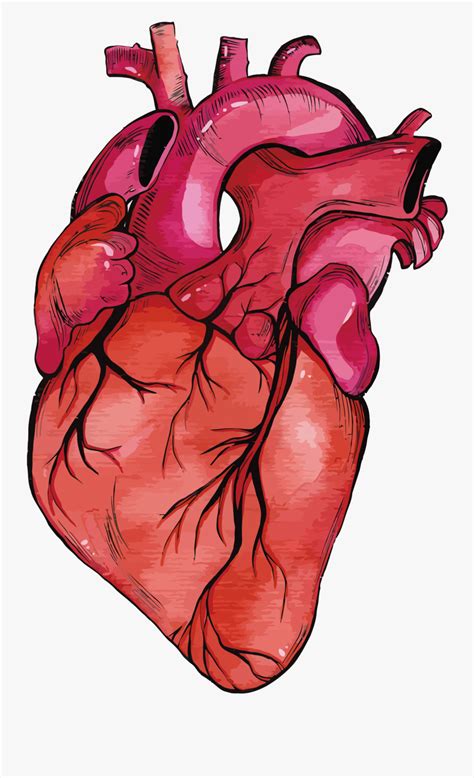 Human Heart Clipart Cartoon Real Heart Transparent Background Free