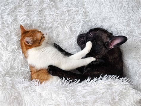 There are no featured reviews for because the movie has not released yet (). 3 step guide for introducing a cat to a dog - Tractive