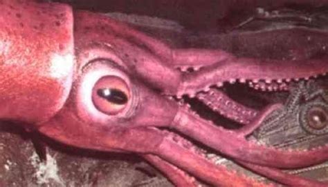 10 животных с невероятными глазами Colossal squid Rare fish Leagues
