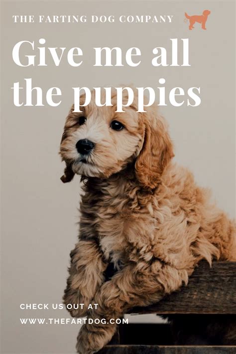 If you visit you'll see story after story of sicknesses and deaths… RegeniPET | Puppies, Puppy safe, Dogs
