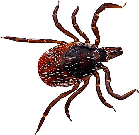 Tick Insect Png Image Png Mart