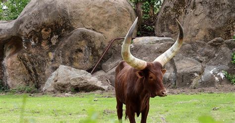 Ankole Watusi Cattle New At The Philadelphia Zoo Have Stunning