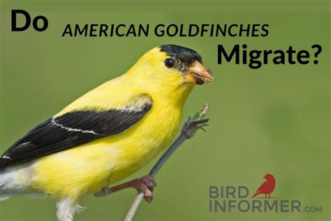 Do American Goldfinches Migrate Bird Informer