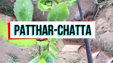 Ayurvedic Uses Of Pathar Chatta In Kidney Stones Pain पत्थर चट्टा
