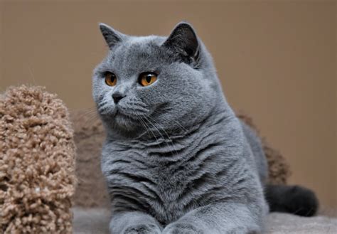 Blue British Shorthair The Cutest Teddy Bear Of Cat Kingdom Will