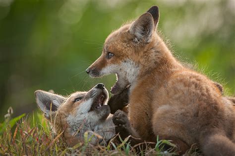 Red Fox Pups Sean Crane Photography