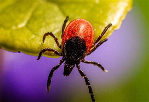 In Depth Lyme Disease Why Its On The Rise And How To Stay Safe This