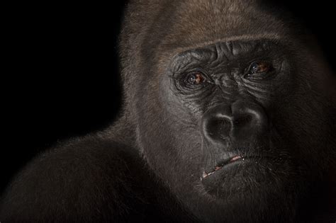 Animals find 1 | find 2 | matching | eyes | arrows | pairs | memory. Threatened Animals and Their Habitats | National ...