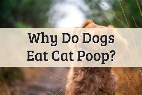 What Happens If My Dog Eat Cat Poop