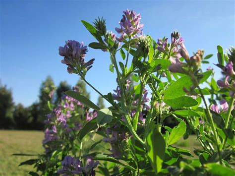 Naturally Botanicals Blog Hey Theres A Lot To Learn About Alfalfa