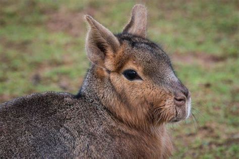 The Patagonian Mara Native To Argentina Is Often Described As Looking